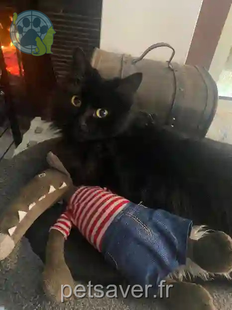 Chatte Trouvée 77 Seine-et-Marne - Bella Chatte Trouvée 77 Seine-et-Marne - Bella