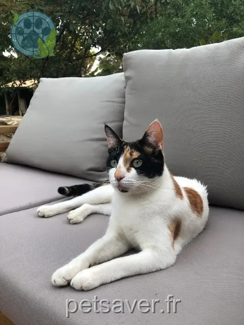 chatte reunited 77430 Champagne-sur-Seine Billie