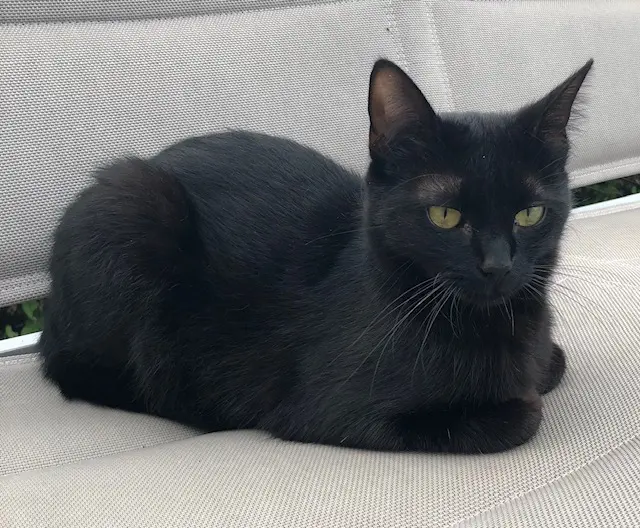 chatte reunited   77700 Serris Billie