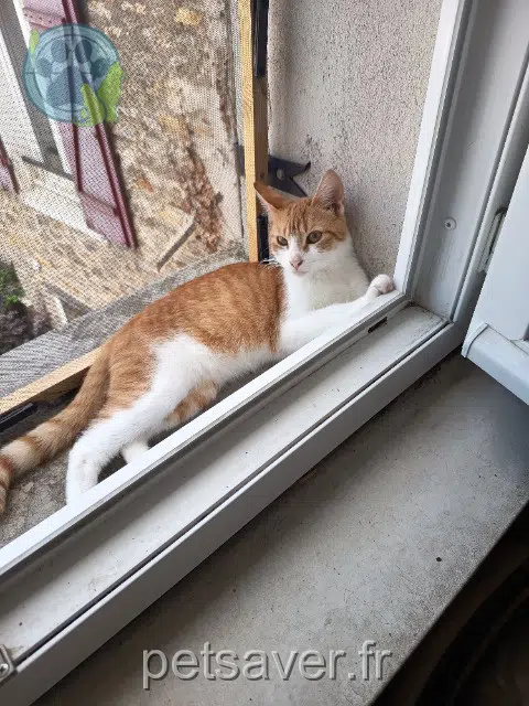 chatte reunited 77230 Saint-Mard Biscotte