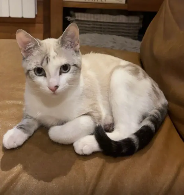 chatte reunited   77260 La Ferté-sous-Jouarre Bonnie