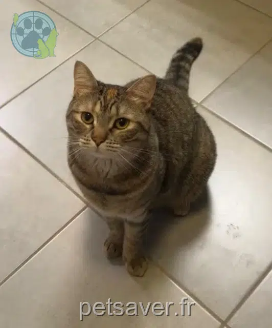 chatte reunited   77340 Pontault-Combault Boo