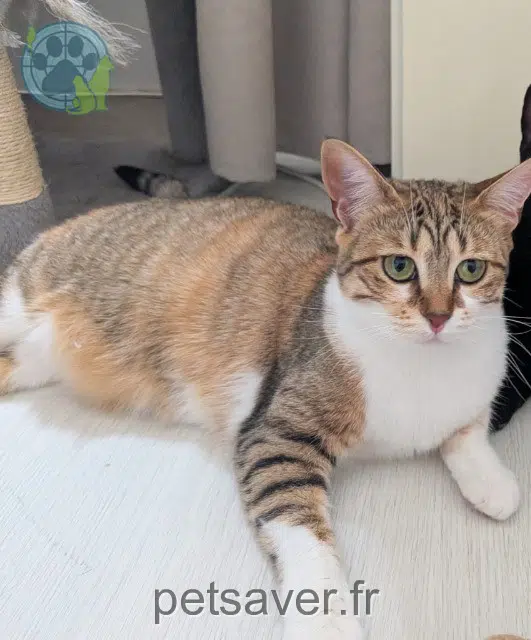 chatte reunited 77520 Donnemarie-Dontilly Chaussette