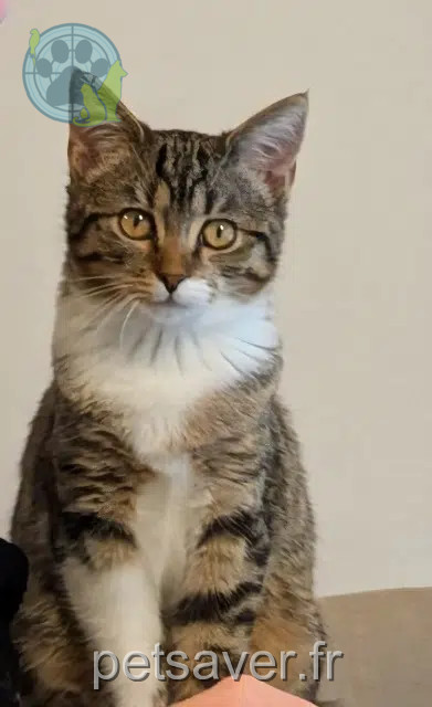 chatte reunited   77186 Noisiel Chipie