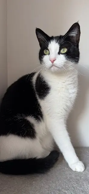 chatte reunited   77680 Roissy-en-Brie Chipie