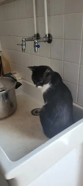 chatte reunited   77720 Mormant Choupie