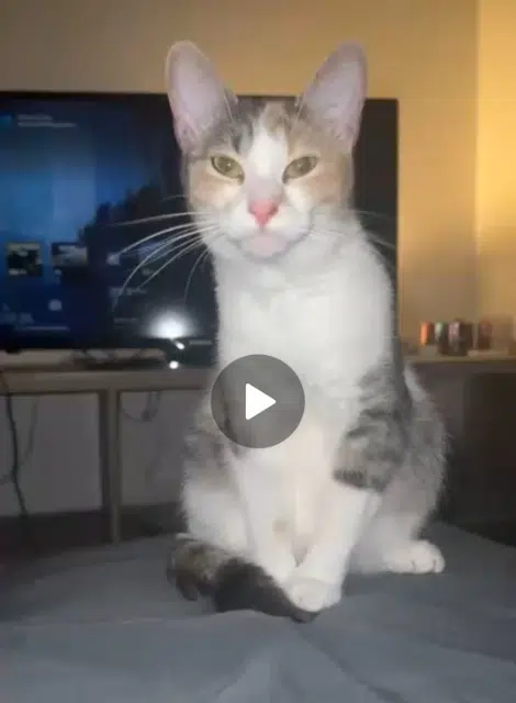 chatte reunited   77178 Saint-Pathus Chouquette