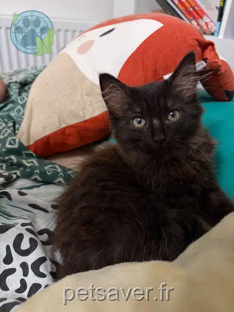 chatte reunited 77250 Moret-Loing-et-Orvanne Chouquette