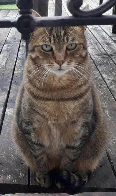 chatte reunited   77140 Nemours Câline
