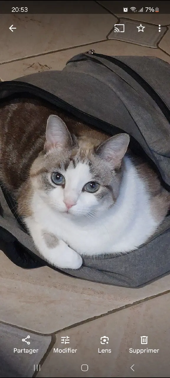 Chatte Trouvée 77 Seine-et-Marne Chatte Trouvée 77 Seine-et-Marne