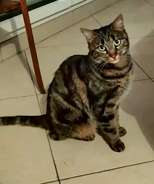 gata reunited   77700 Chessy Fidji
