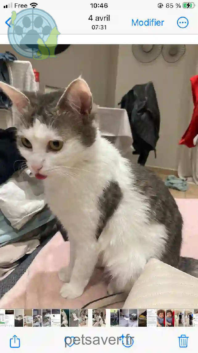 Chatte Trouvée 77 Seine-et-Marne - Fifille Chatte Trouvée 77 Seine-et-Marne - Fifille
