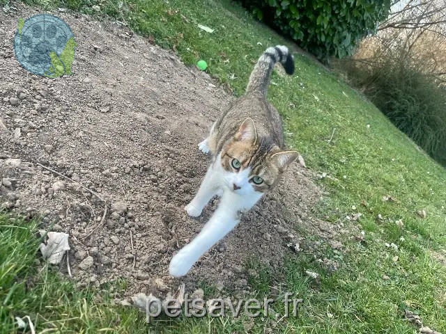 chatte reunited 77940 Flagy Fluffy