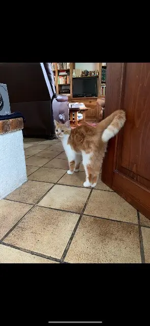 chatte reunited   77330 Ozoir-la-Ferrière Gatita