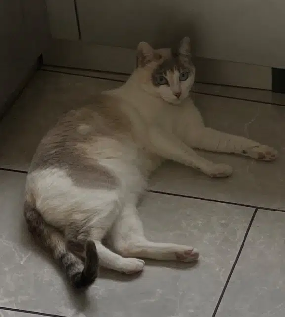 chatte reunited   77340 Pontault-Combault Grizzli