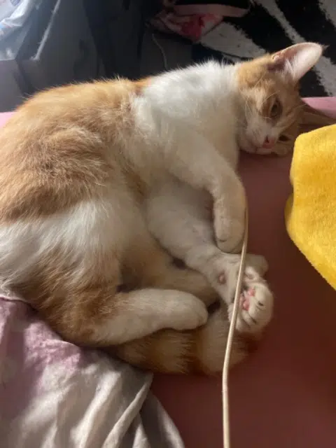 chatte reunited   77990 Le Mesnil-Amelot Happy