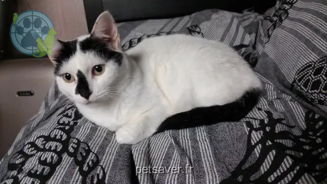 chatte reunited 77100 Meaux Hera