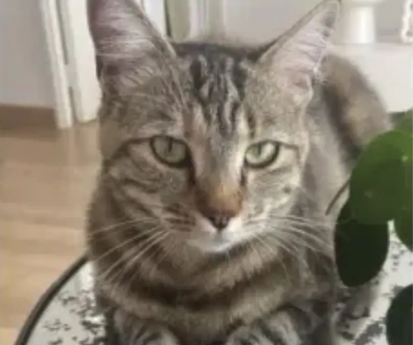 chatte reunited   77400 Lagny-sur-Marne Kiara