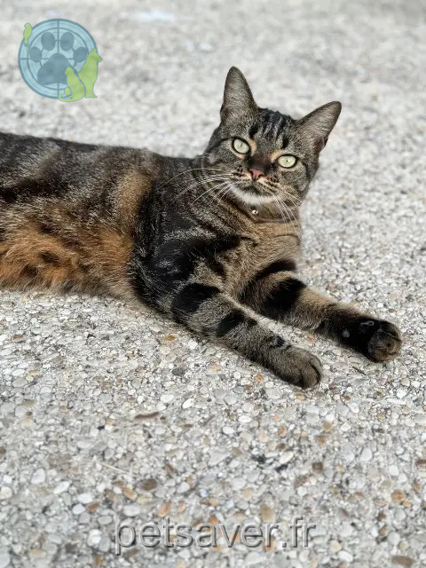 chatte reunited   77820 Le Châtelet-en-Brie Kida