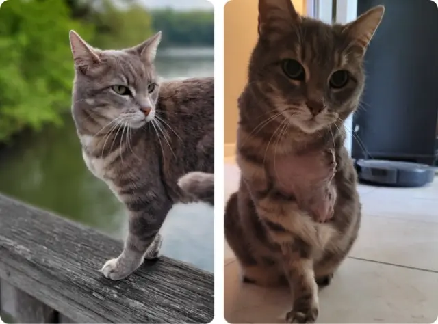 chatte reunited   77185 Lognes Kina