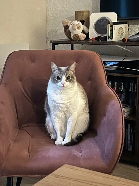 chatte reunited   77140 Nemours Kira