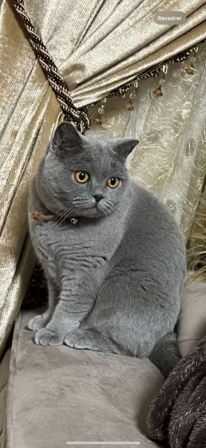 chatte reunited   77100 Meaux Kitty
