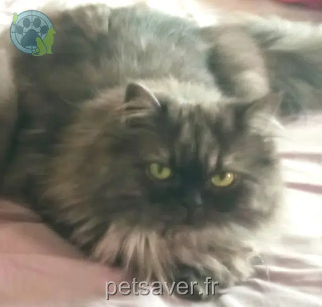 gatta reunited 77340 Pontault-Combault Liloo