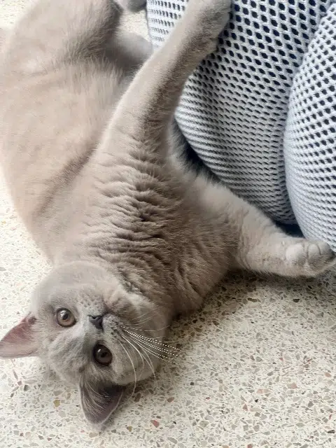 chatte reunited   77400 Thorigny-sur-Marne Lilou