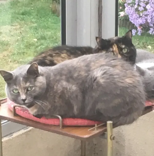 chatte reunited   77340 Pontault-Combault Lilou