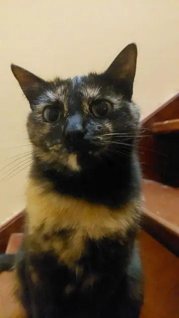 chatte reunited   77700 Serris Louloute
