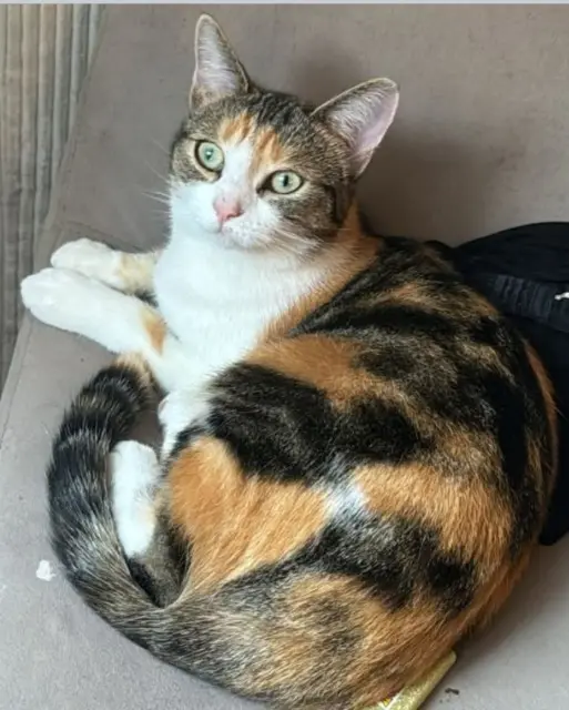 chatte reunited   77140 Nemours Louna