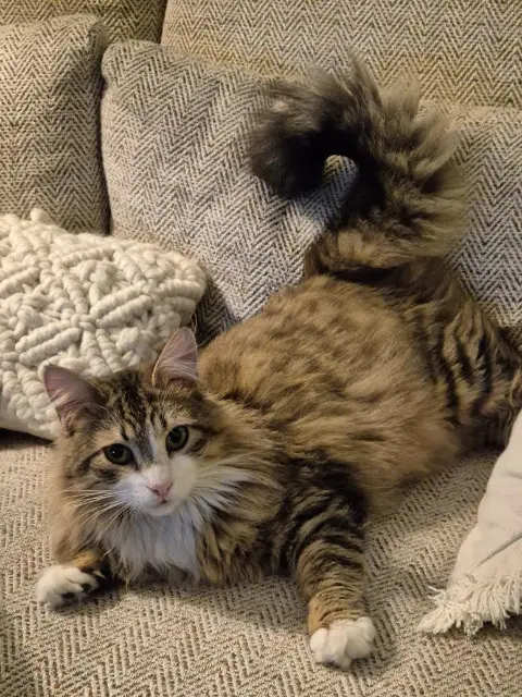 chatte reunited   77220 Tournan-en-Brie Luna