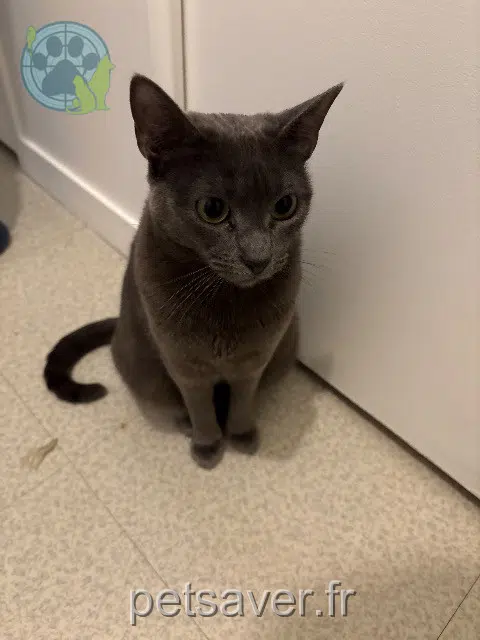 chatte reunited 77510 Rebais Maya