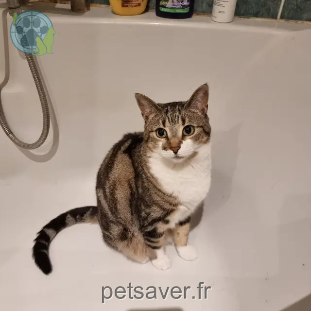 Katze reunited 77220 Tournan-en-Brie Merra