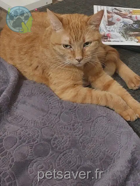 chatte reunited   77190 Dammarie-les-Lys Mila