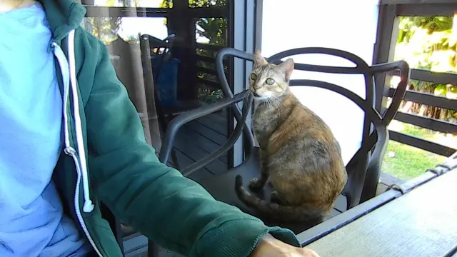 chatte reunited   77850 Héricy Mimi