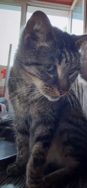 chatte reunited   77120 Chailly-en-Brie Mimiche