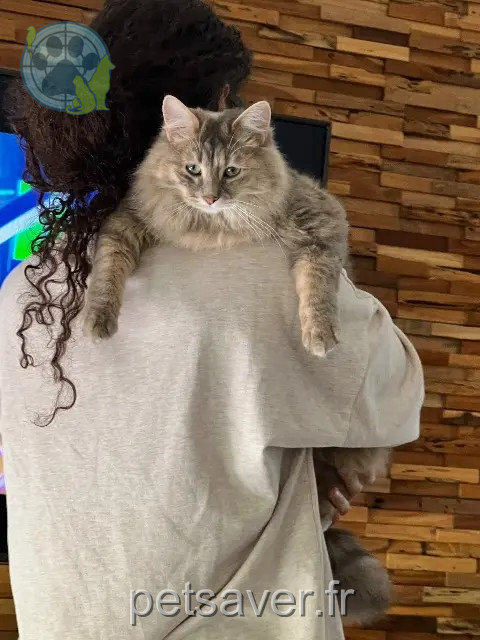 chatte reunited   77410 Claye-Souilly Minoncoquine