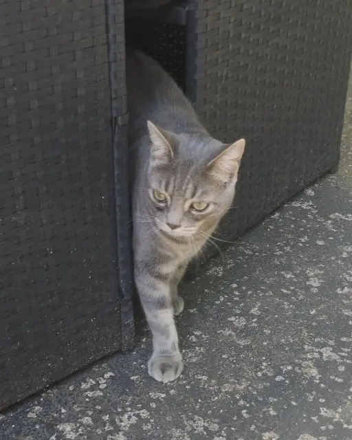 chatte reunited   77170 Brie-Comte-Robert MOLLY