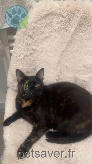 chatte reunited   77100 Meaux Molly