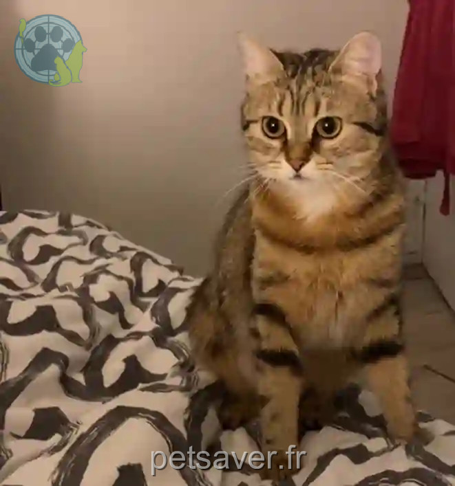 Chatte Perdue 77 Seine-et-Marne - Monnet Chatte Perdue 77 Seine-et-Marne - Monnet