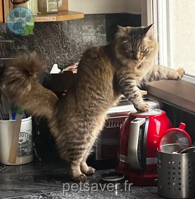 chatte reunited 77400 Lagny-sur-Marne Mushu