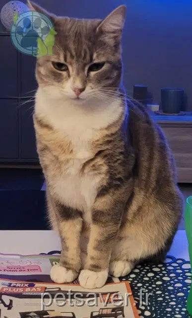 chatte reunited 77178 Saint-Pathus Myrtille
