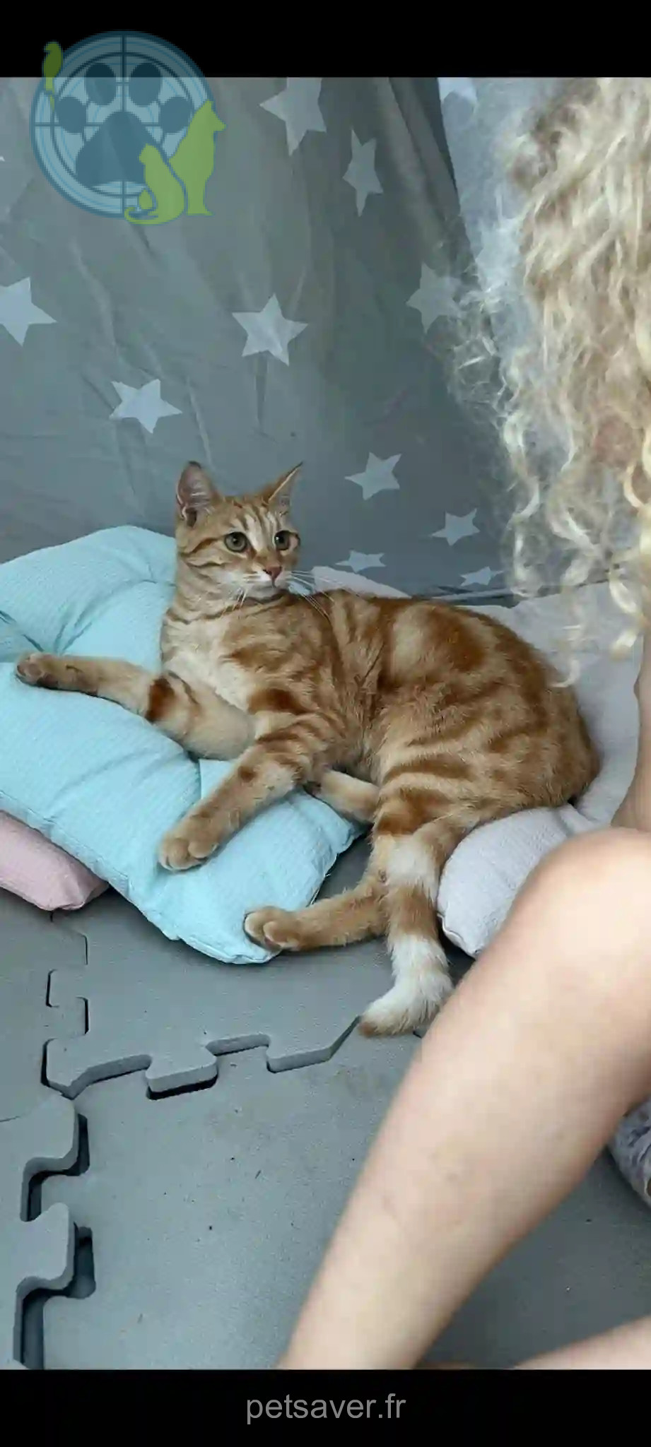 Chatte Perdue 77 Seine-et-Marne - Nala Chatte Perdue 77 Seine-et-Marne - Nala