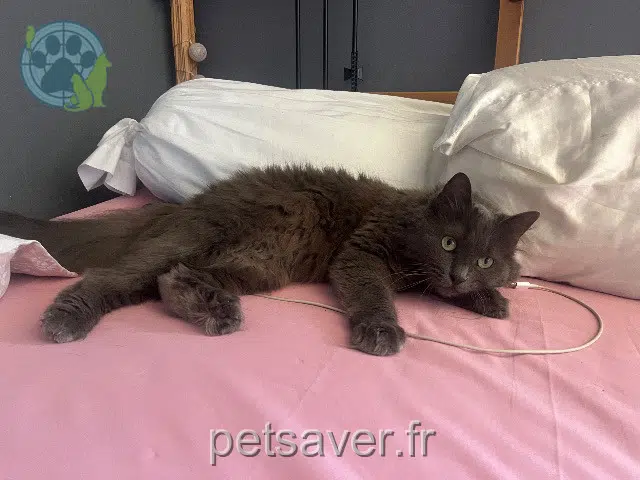 chatte reunited   77290 Mitry-Mory Nanapouf