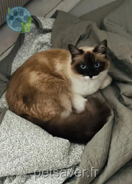 chatte reunited   77290 Mitry-Mory Neige