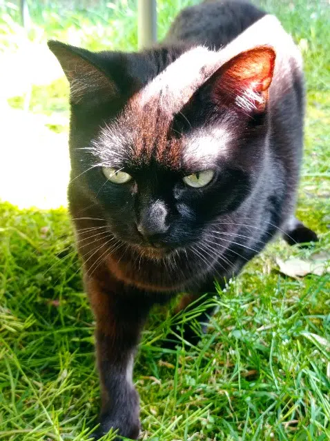 chatte reunited   77310 Saint-Fargeau-Ponthierry Nessie