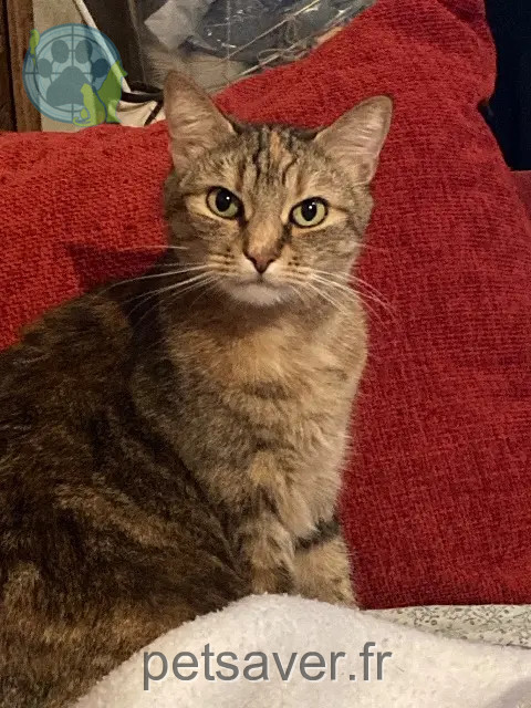 cat reunited   77860 Quincy-Voisins Opale