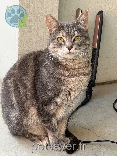 chatte reunited 77330 Ozoir-la-Ferrière Ora