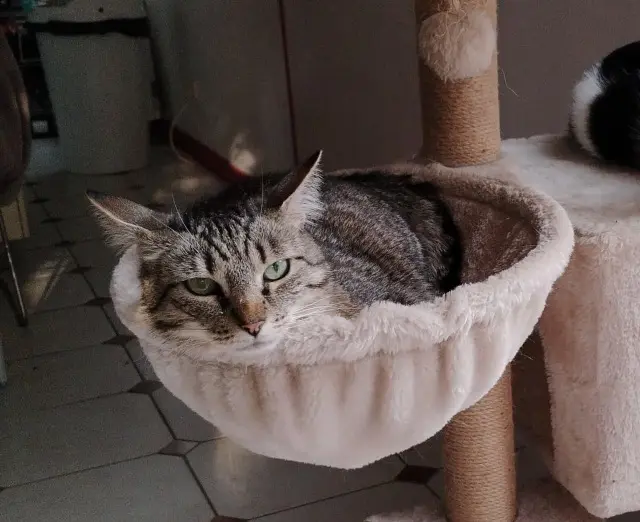 chatte reunited   77176 Savigny-le-Temple Paillette
